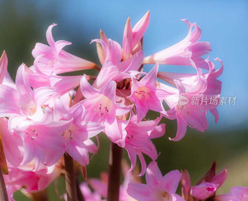 Bella Donna Lillies，一群美丽的粉红色盛开的花在外面，浅的视野，copyspace，水平的形象